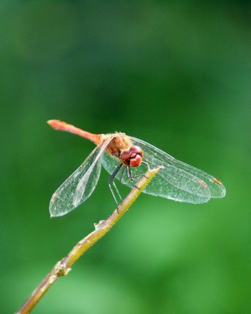 Sympetrum rouge