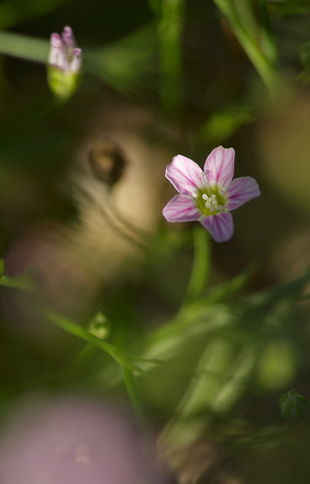 Gypsophile des murailles
