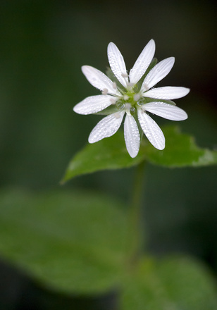 Stellaire des bois