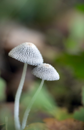 Coprin radié