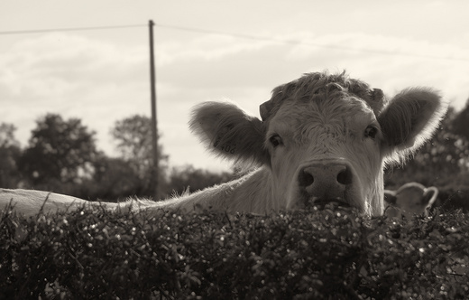 Sacrée vache