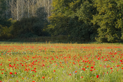 Champ de coquelicots