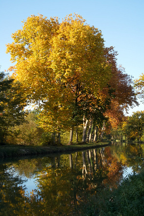 Le platane d'or