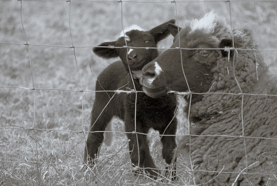 Petit mouton