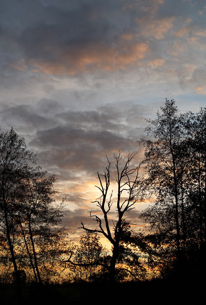 Arbre nu