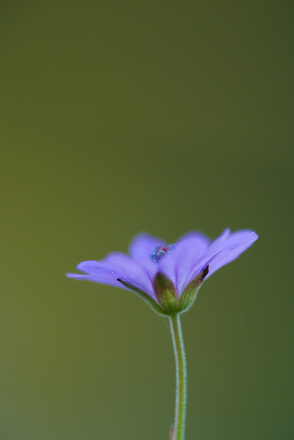 Géranium des pyrénées