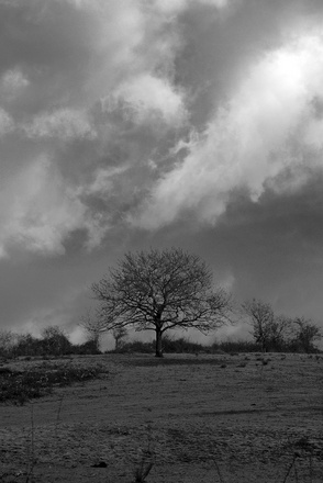 Arbre