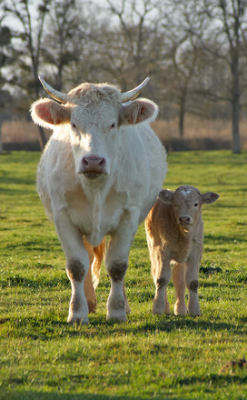Vache & veau