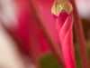 Cyclamen