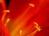 Clivia