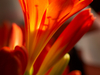 Clivias