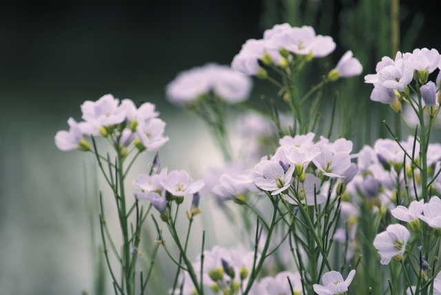 Cardamines Cardamines