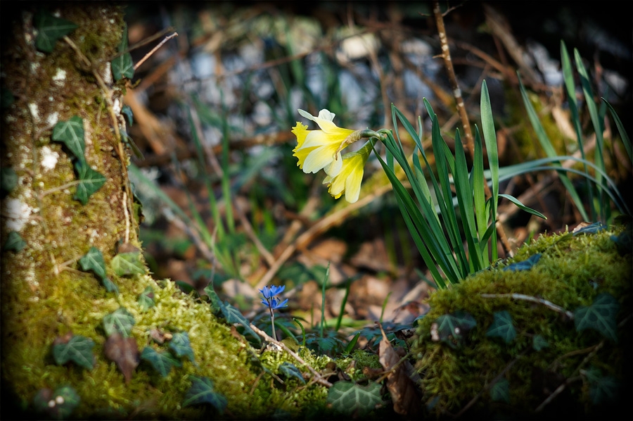 Jonquilles Jonquilles