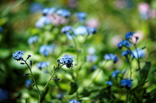 Myosotis Myosotis