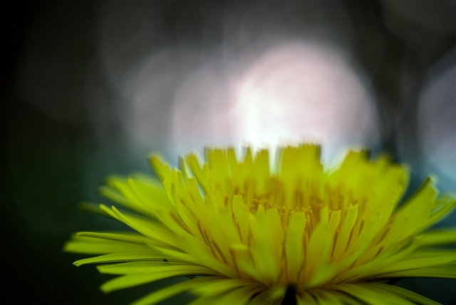 Fleur de pissenlit Fleur de pissenlit
