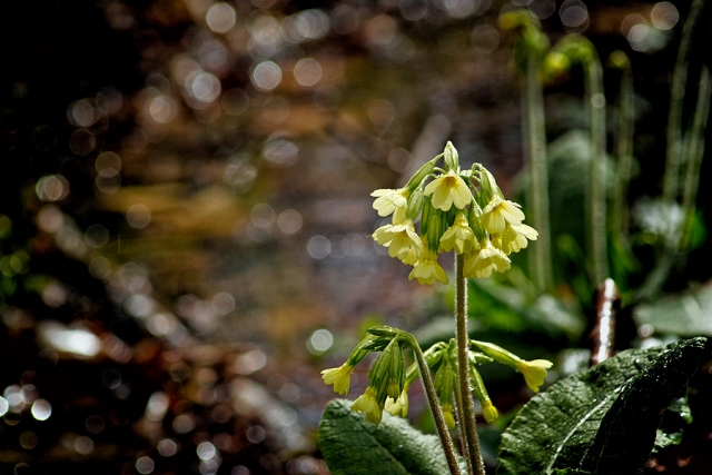 Primevère des bois Primevère des bois