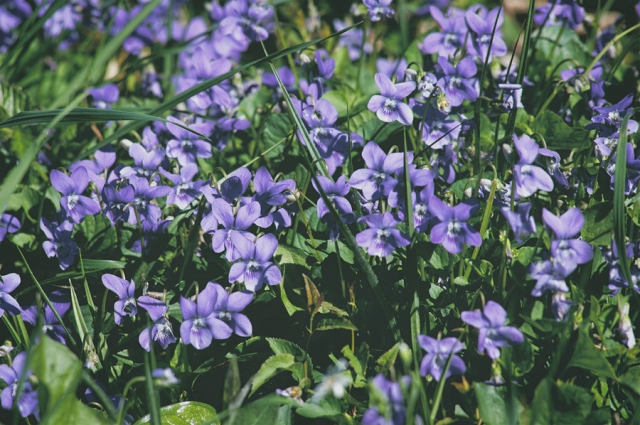 Violettes Violettes
