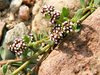 Filet de rocaille