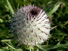 Boule de coton hérissée