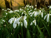 Invasion des neiges