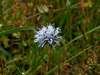Pale blue