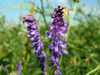 Great purple