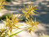 Filaments 