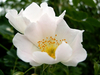 Belle blanche
