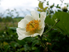 Belle blanche 2