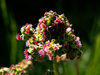 Petits panaches