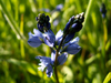 Subtiles bleus