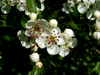 Etoiles blanches