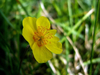 Parabole jaune