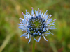 Touffe bleue