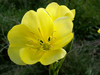 Flocon jaune