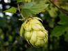 Houblon