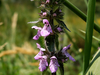 Fleurs tigrées
