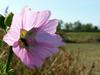 Fauve rose