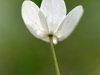 Anémone des bois