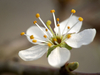 Fleur d'aubépine