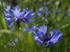 Bleuets