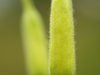 Bourgeons