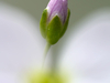 Bouton de cardamine