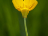 Bouton d'or