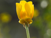 Bouton d'or