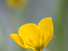 Bouton d'or