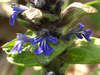Bugle rampant