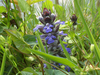 Bugle rampant