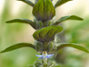 Bugle rampante