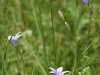 Campanules